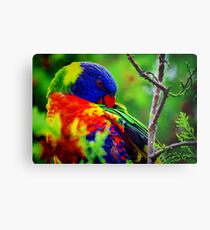 Rainbow Preening Metal Print
