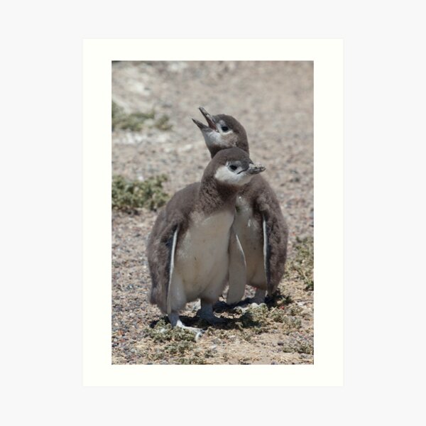 Magellanic Penguin chicks Art Print