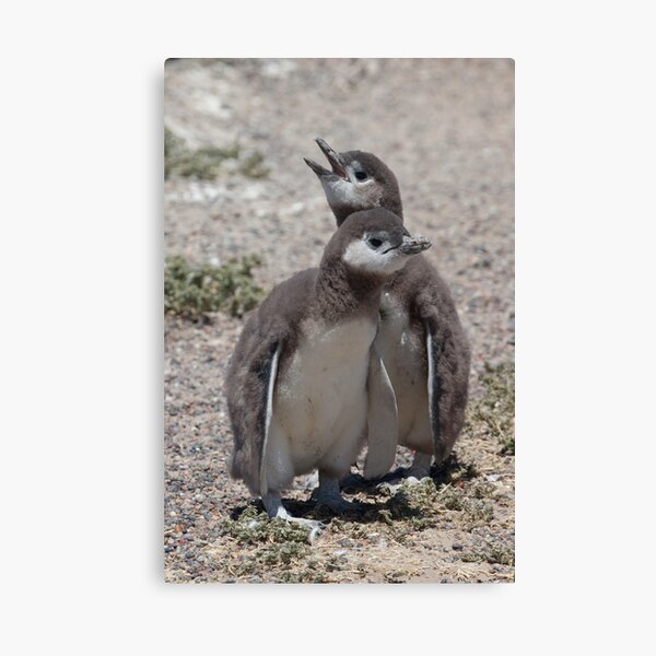 Magellanic Penguin chicks Canvas Print