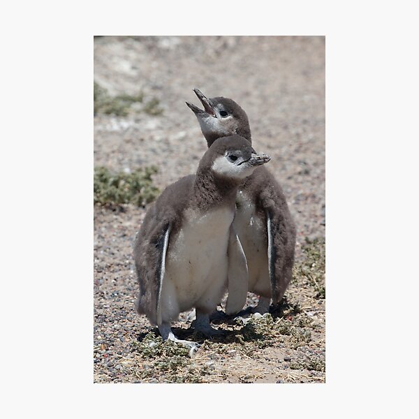 Magellanic Penguin chicks Photographic Print