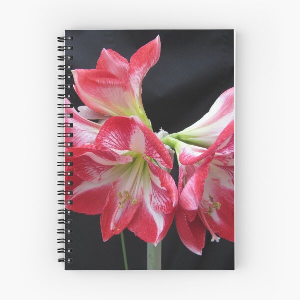 Item preview, Five Bloom Amaryllis  (A. hippeastrum) designed and sold by lezvee.