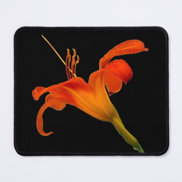 Item preview, Orange Lily - black background designed and sold by Louise-Mae.