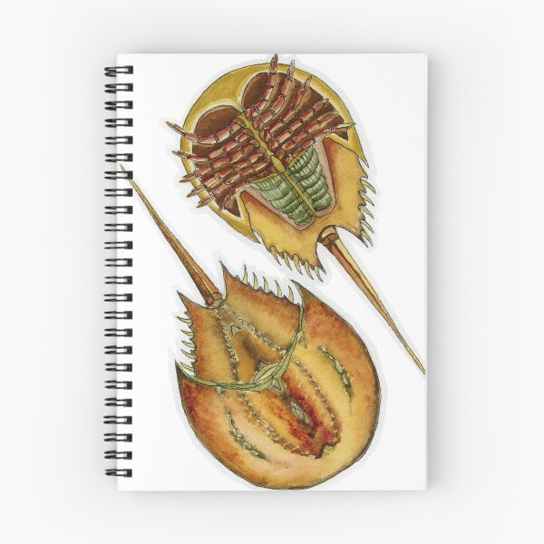 Item preview, Atlantic horseshoe crab (Limulus polyphemus) designed and sold by Isabel Cayer.