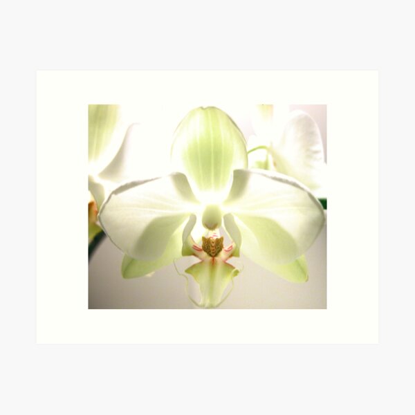 Vision of Orchid Art Print