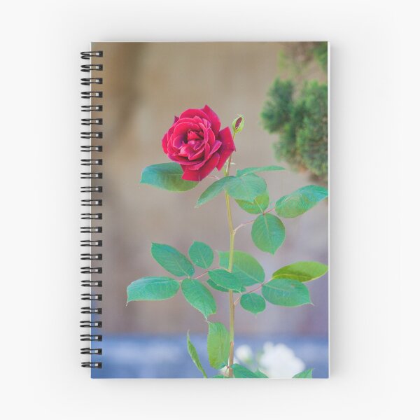 Item preview, cloister rose designed and sold by Tereza Pilar  Art.