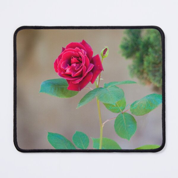 Item preview, cloister rose designed and sold by Tereza Pilar  Art.