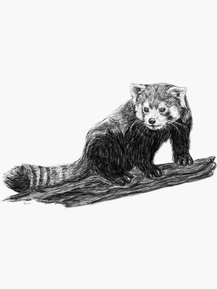 Vector Realistic Sketch Of Panda Figure In Full-length, Hand Drawn  Illustration Royalty Free SVG, Cliparts, Vectors, and Stock Illustration.  Image 188435410.