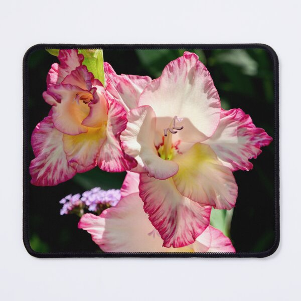 Item preview, Gladiolus Priscilla designed and sold by Weston  Westmoreland.