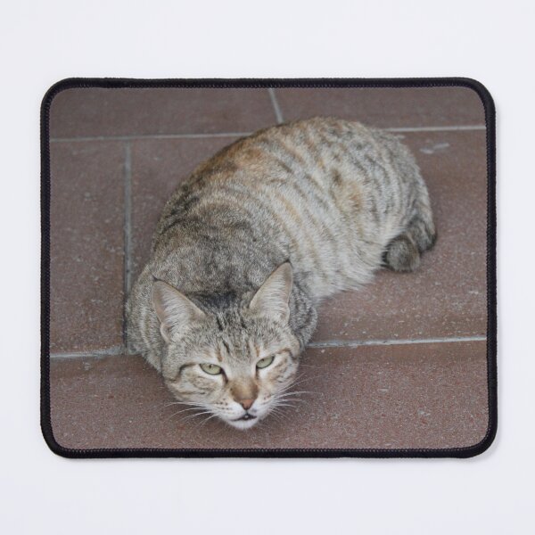 Item preview, Cute cat resting on the floor designed and sold by MubaraksArt.