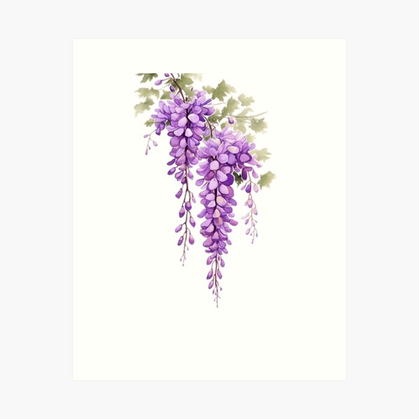 purple wisteria aquarelle painting, cutout