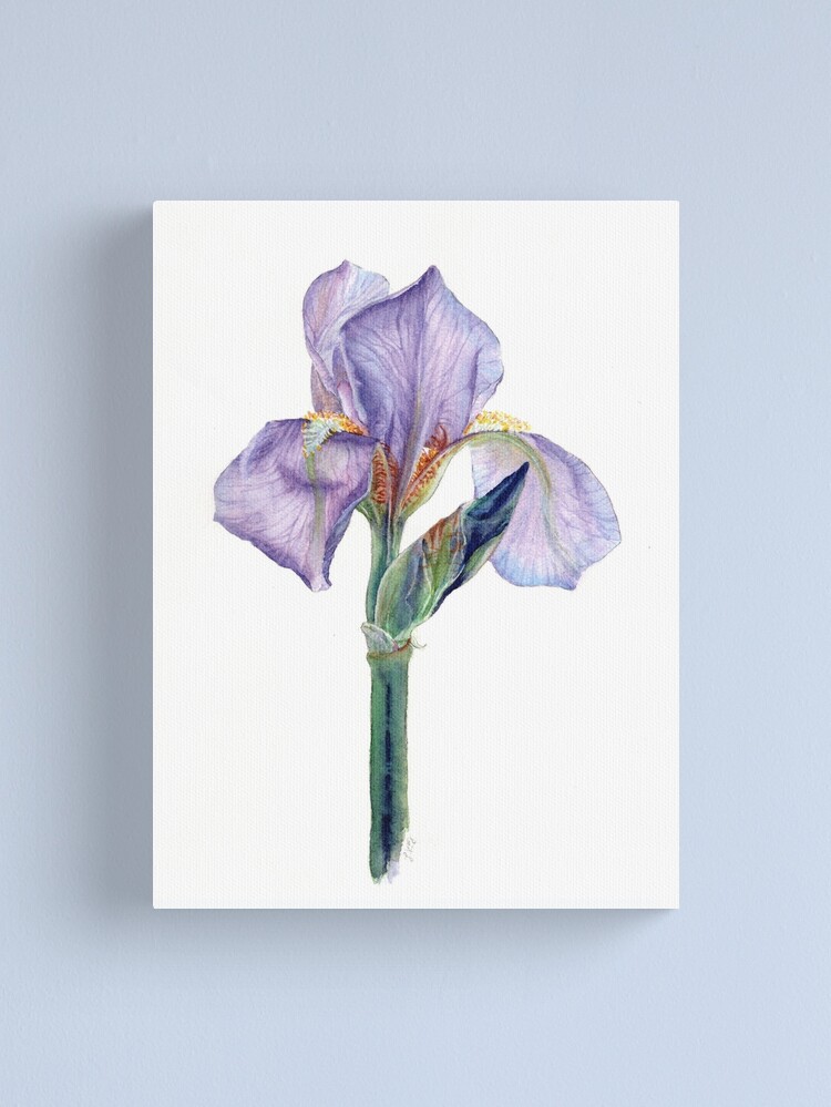 Disover Iris Floral Spring Canvas Print