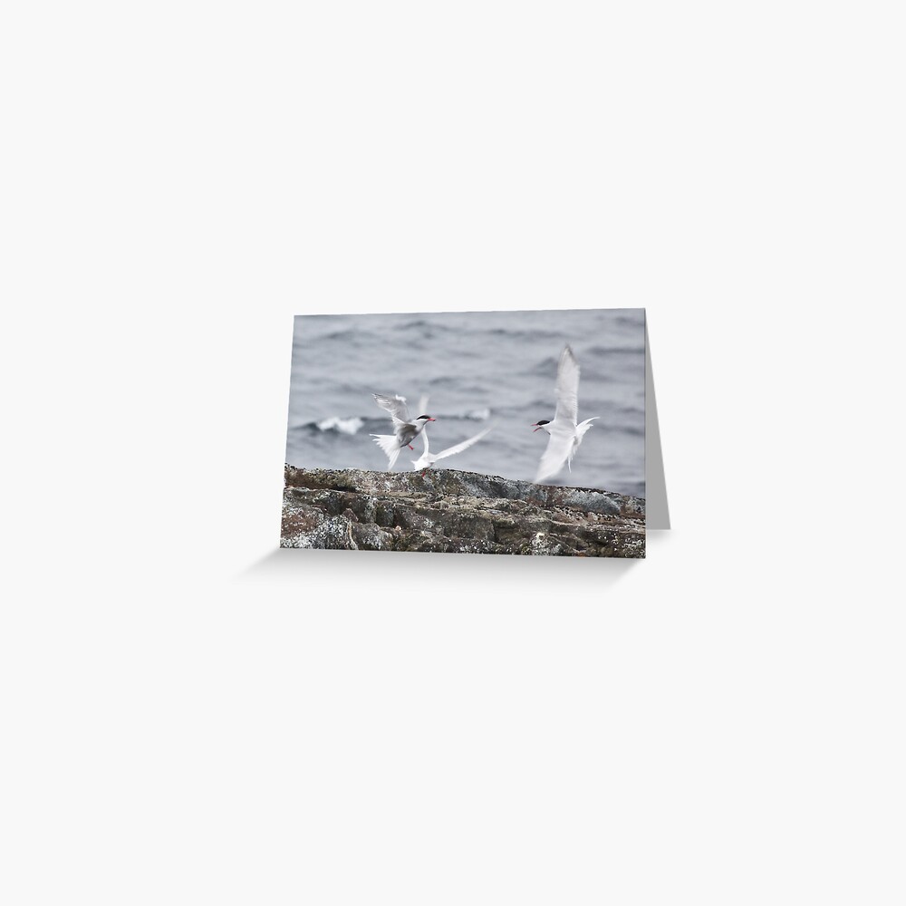 Tern fury Greeting Card