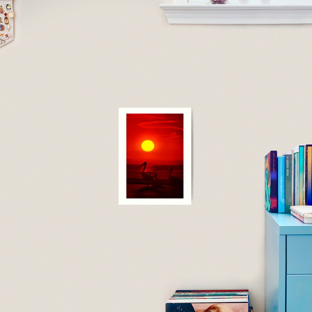 Pelicans Art Print