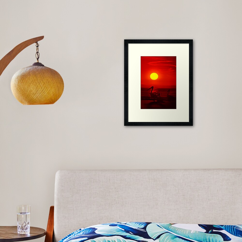 Pelicans Framed Art Print