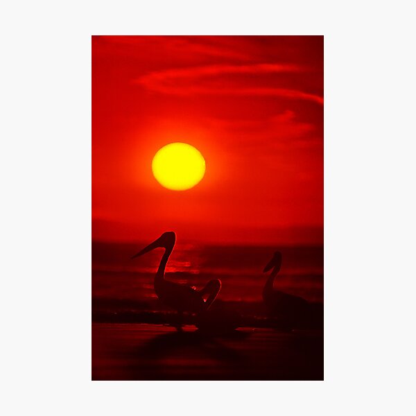 Pelicans Photographic Print