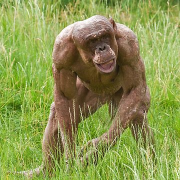 "Jambo The Unique Hairless Chimp" Sticker for Sale by rawshutterbug