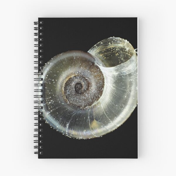 Item preview, Tiny fungivore snail shell under the microscope designed and sold by SDym Photography.