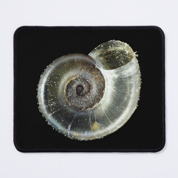 Item preview, Tiny fungivore snail shell under the microscope designed and sold by SDym Photography.