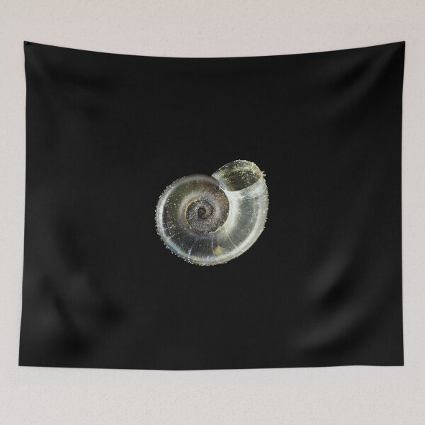 Item preview, Tiny fungivore snail shell under the microscope designed and sold by SDym Photography.