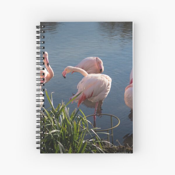 Flamingos 1 Spiral Notebook