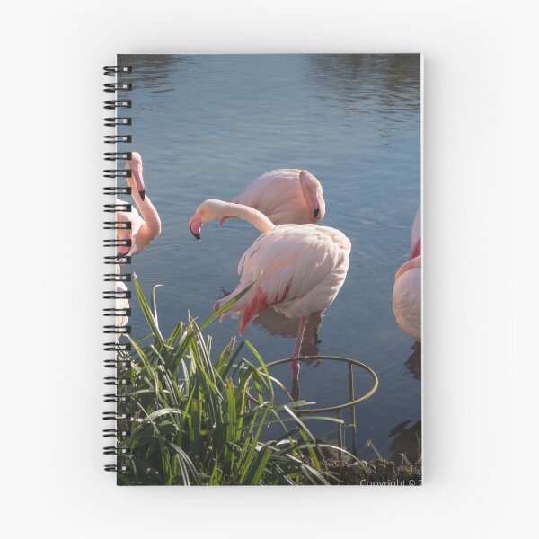 Item preview, Flamingos 1 designed and sold by Daniel Baker Photography.