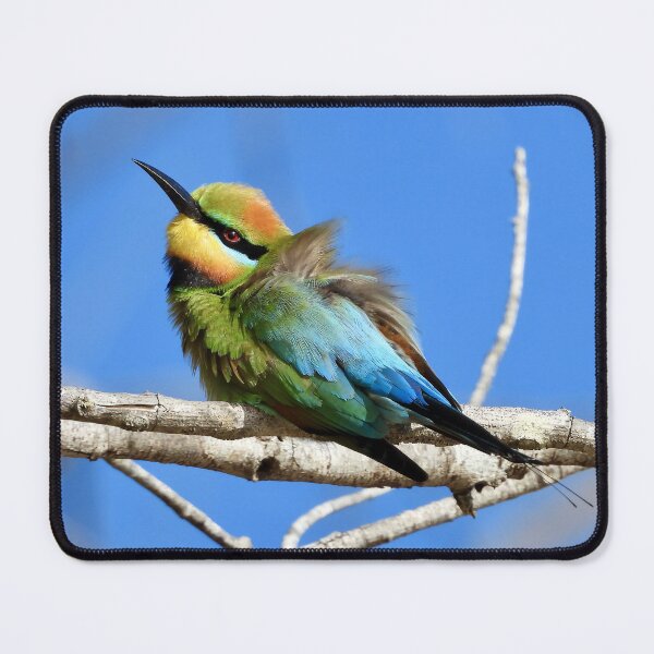 Item preview, Rainbow Bee-eater all ruffled up designed and sold by Mark Grimsley.