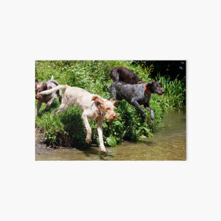 River adventure Spinone Art Board Print