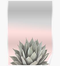 Blushing Agave Poster