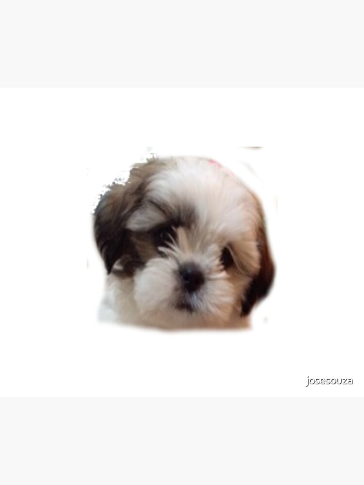 ju shih tzu