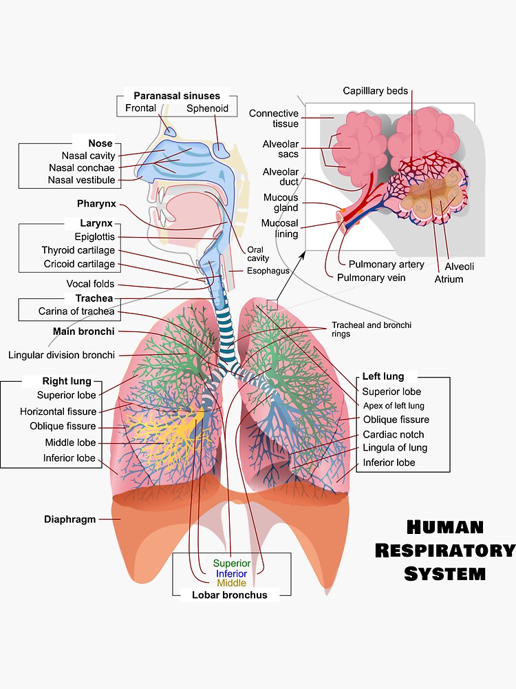 human-respiratory-system-diagram-sticker-for-sale-by-allhistory
