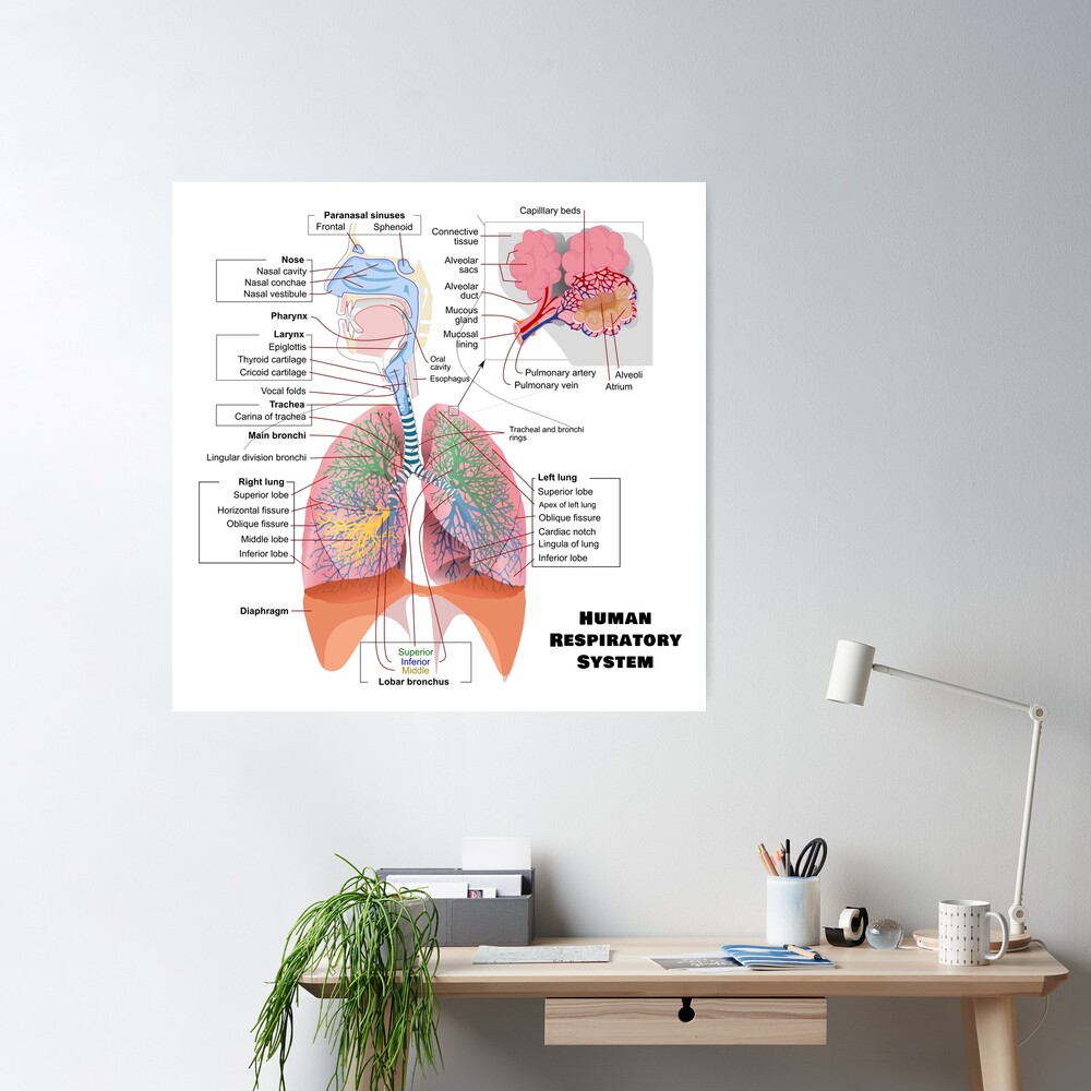 Chest Anatomy - Human Body Hardcover Journal for Sale by Hoorahville