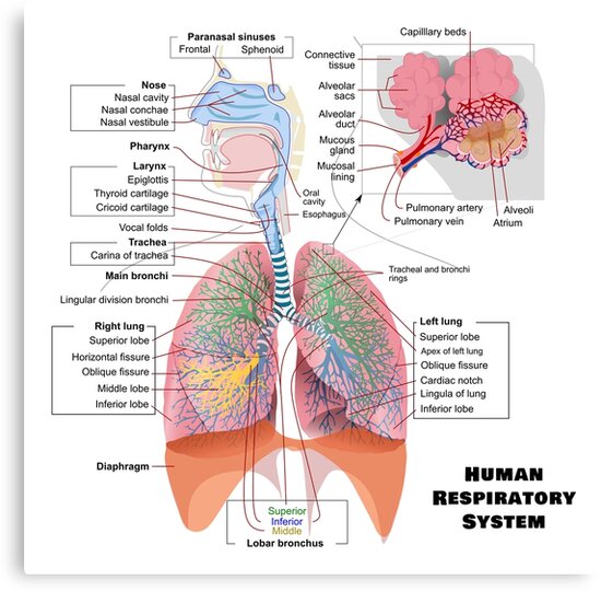 Lienzos «Diagrama del sistema respiratorio humano» de allhistory ...