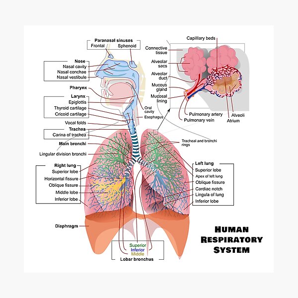 Item preview, Human Respiratory System Diagram designed and sold by allhistory.