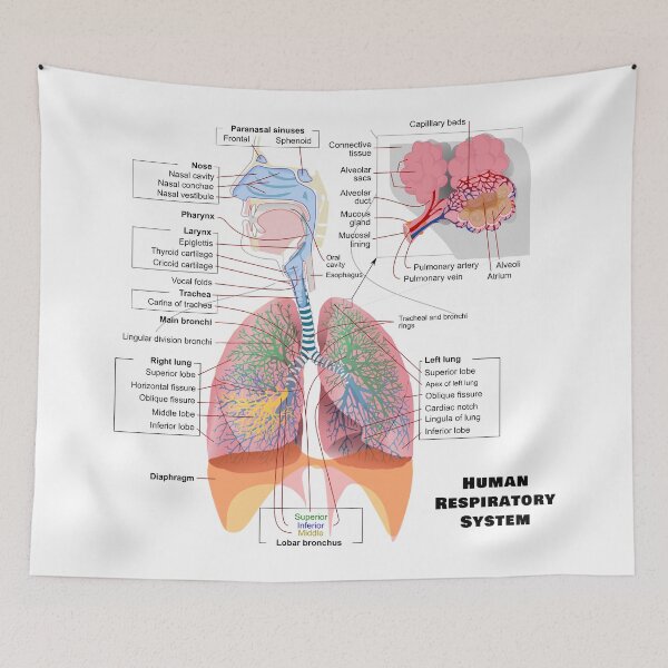 Item preview, Human Respiratory System Diagram designed and sold by allhistory.