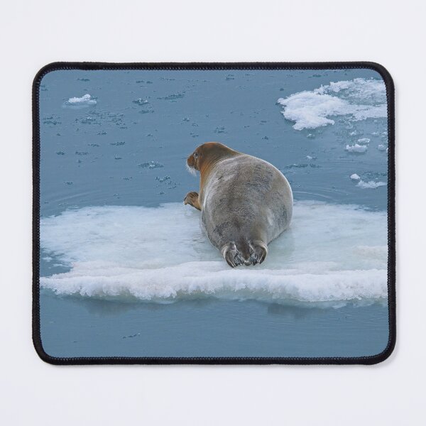 Item preview, Arctic Seal Hitching a Lift Around Svalbard designed and sold by Martyn R Arnold Fine Art Nature & Landscape Photography.