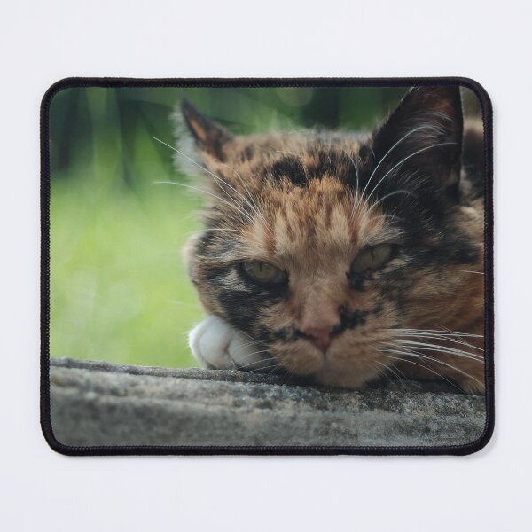 Item preview, Little Cat designed and sold by Excelsior--.