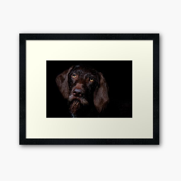 German Wirehaired Pointer Portrait Framed Art Print