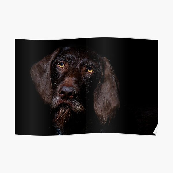 German Wirehaired Pointer Portrait Poster
