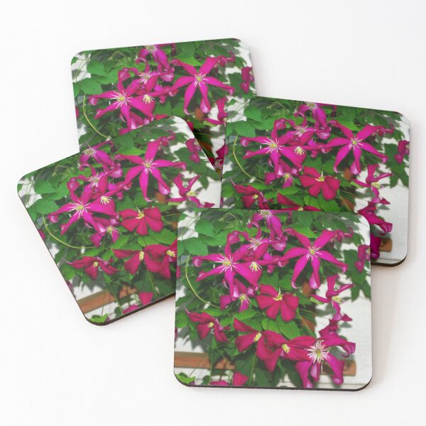 Item preview, Clematis viticella Mme Julia Correvon designed and sold by rvjames.