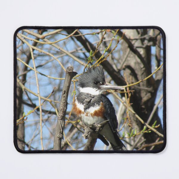Item preview, Belted Kingfisher designed and sold by RogueLeaderT65B.