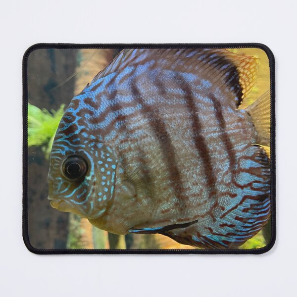 Item preview, Discus Fish designed and sold by Pisces-Pics.
