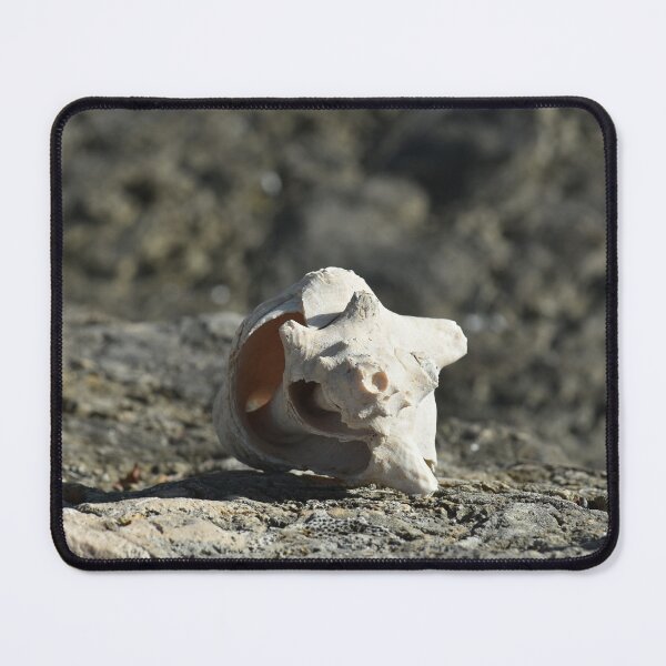 Item preview, Vacation finds of a conch shell on a rocky fossilized beach designed and sold by AlishaWatson.