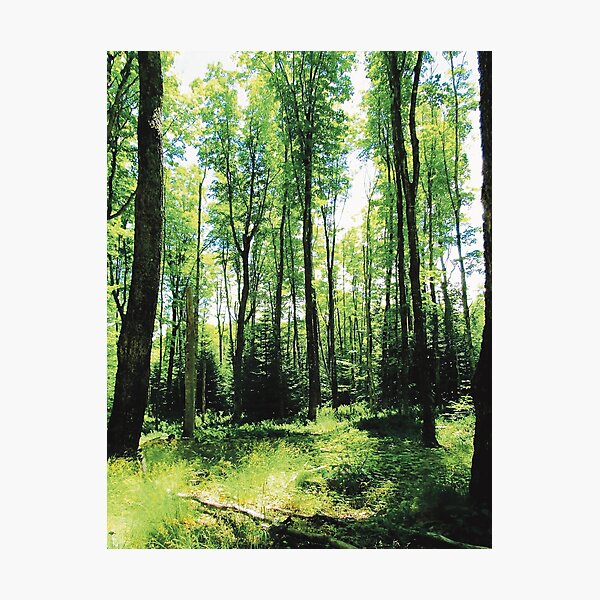 Into the Forest Photographic Print