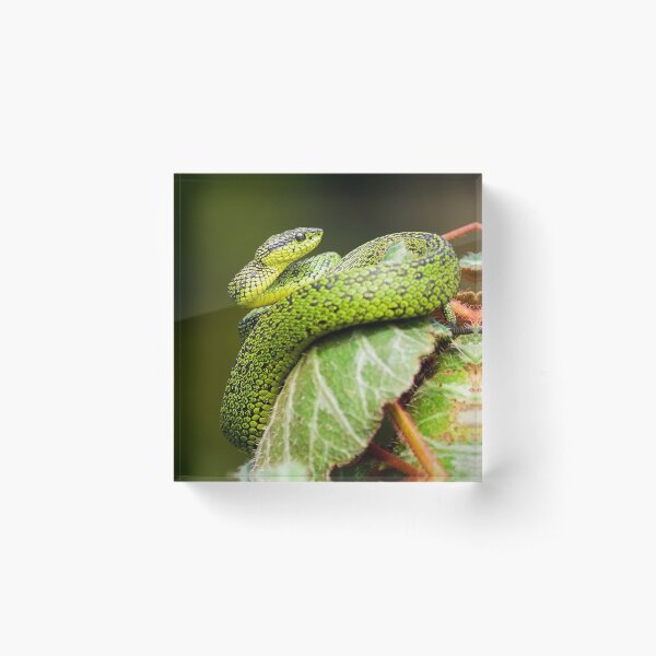 Green Snake Acrylic Block