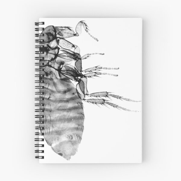 Item preview, Female flea, microscopic designed and sold by Hannah Torstensson.