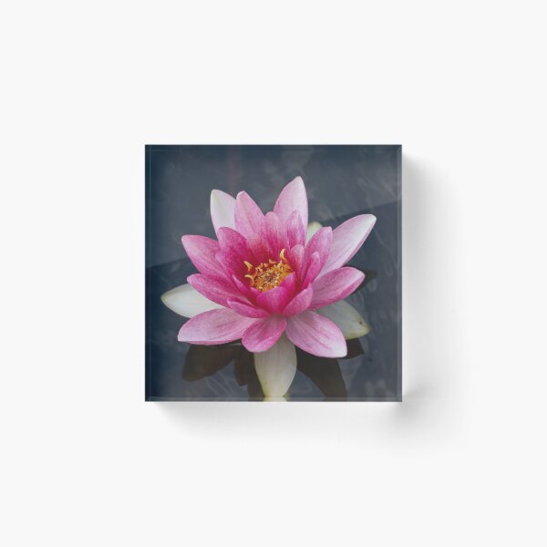 Item preview, Pink water Lilly - Lotus flower floral print designed and sold by Kate1art.
