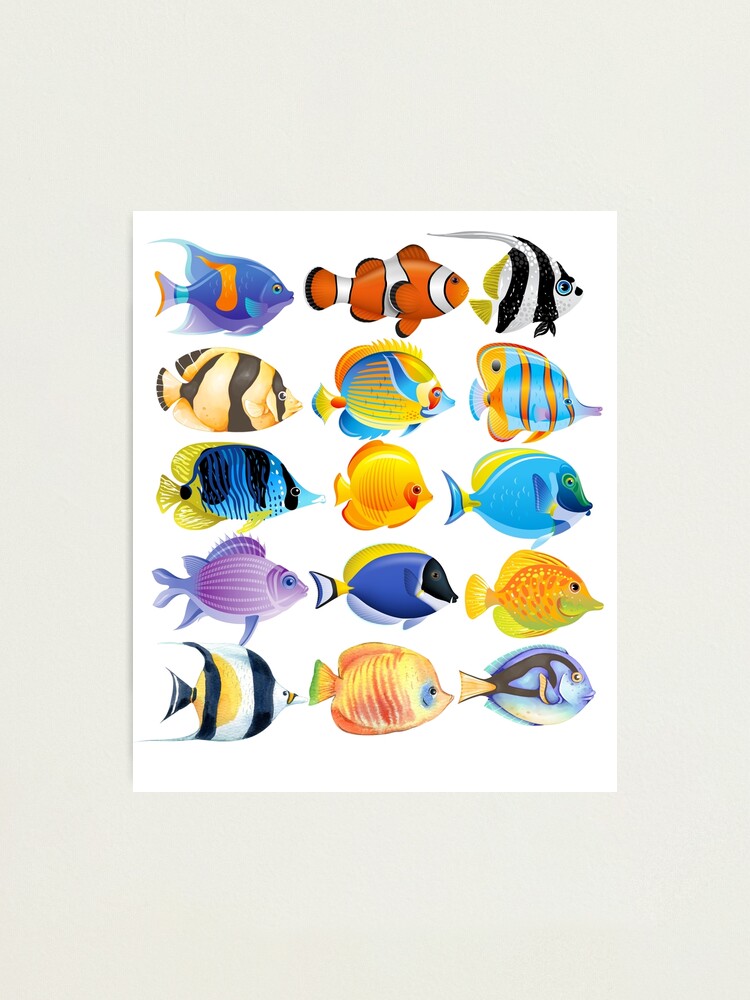 Tropical Fish Collection Photographic Print