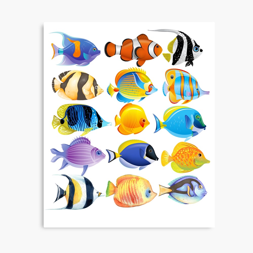 Tropical Fish Collection Photographic Print