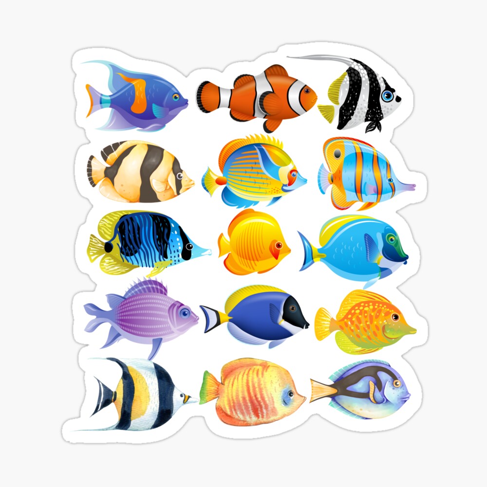 Tropical Fish Collection Photographic Print