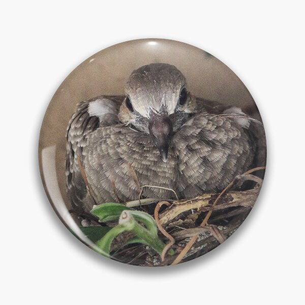 Item preview, My Two Mourning Dove Babies July 2023 designed and sold by heatherfriedman.